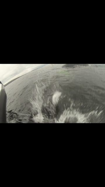 Киты в Териберке, Мурманск, Баренцево море, Северный Ледовитый океан, лето 2025