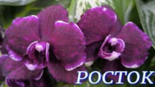 №1091/ СОРТОВЫЕ орхидеи со СКИДКОЙ в с/ц РОСТОК смотреть онлайн