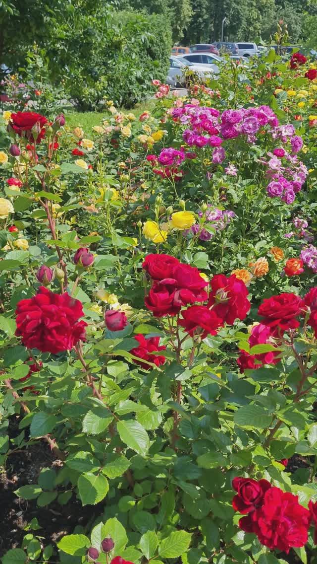 Розы и мальва