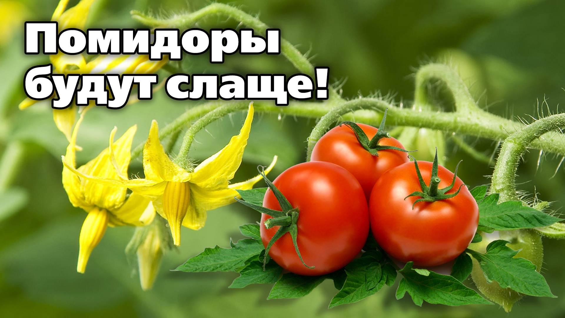 Обработки томатов в июне. Для налива и вкуса смотреть онлайн