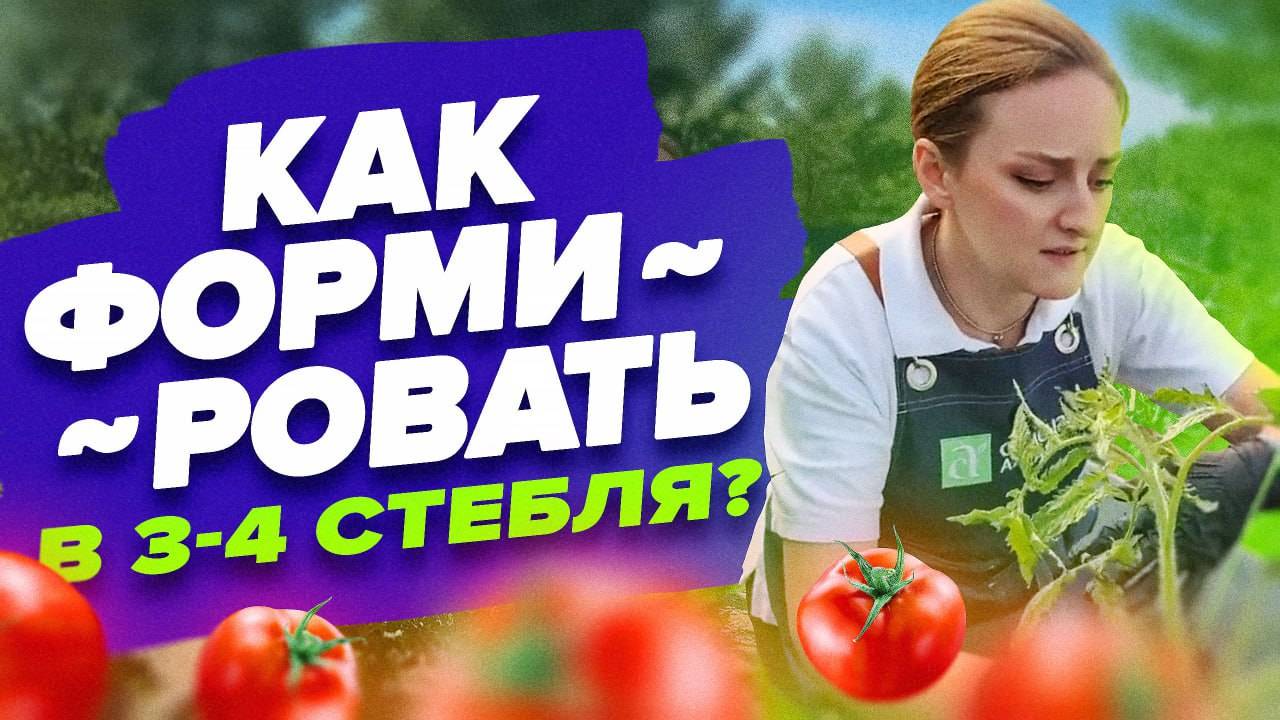 ФОРМИРОВКА ТОМАТОВ В 3-4 СТЕБЛЯ смотреть онлайн