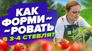 ФОРМИРОВКА ТОМАТОВ В 3-4 СТЕБЛЯ