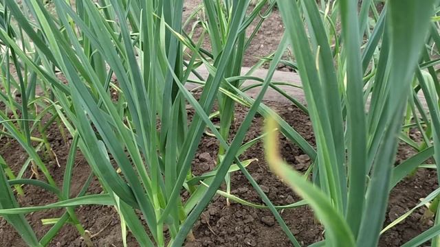 Уход за озимым чесноком и луком в июне. смотреть онлайн