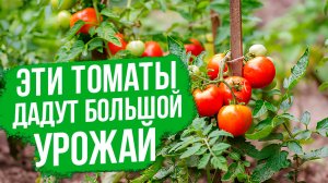 ЛУЧШИЕ ТОМАТЫ для выращивания в средней полосе.