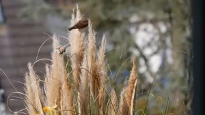 Аффирмации на здоровье и исцеление // ЛУИЗА ХЕЙ