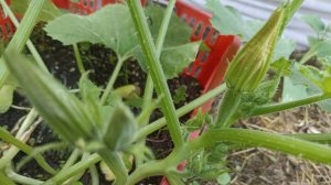 Подкормка овощей витаминной подкормкой Аминоцимус