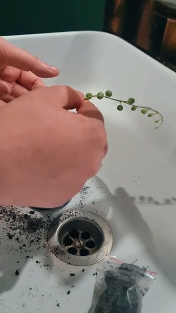 Крестовник Роули.Обзор черенка с ВБ