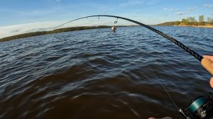 Трофейная рыбалка. Огромные рыбы загибают спиннинг и разгибают крючки! Спиннинг 2025.