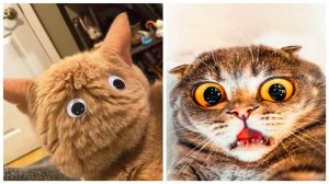 😹СМЕШНО ДО СЛЁЗ ▶ Приколы с кошками и котятами🔥