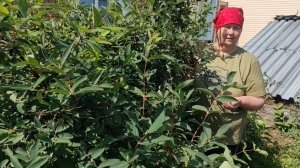 СОБИРАЕМ ЖИМОЛОСТЬ.
ПЕТУНИЯ ЦВЕТЁТ...