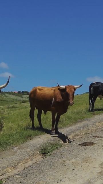 Открой для себя настоящий ЮАР в нашем видео из племён Коса