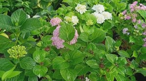 Выращивание гортензий в горшках. Мой опыт, почему я так делаю? #гортензии #гортензиивгоршках #цветы