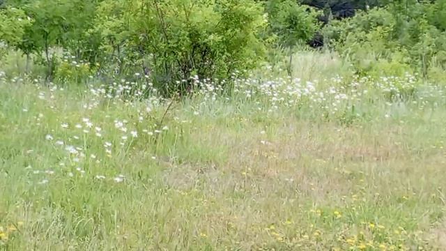 Гаспринские озера. 15.06.25. смотреть онлайн