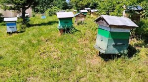 Начало главного медосбора на Алтае