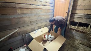 У нас пополнение. Теперь они будут жить с нами. Готовим с любовью. Жизнь простых людей в деревне.