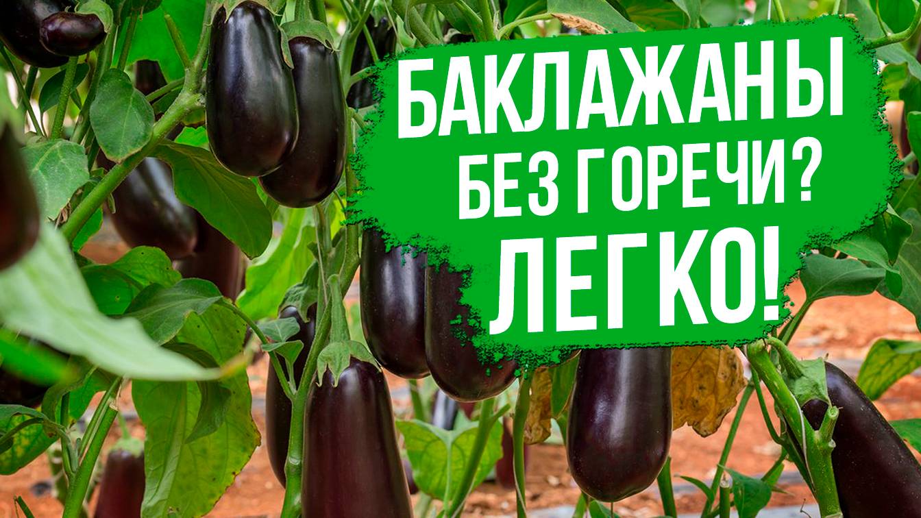 Почему баклажаны горчат? Как выбрать сорта баклажанов без горечи.