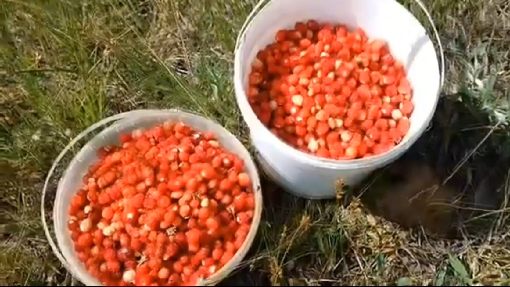 Специально приехали за ягодами. Красота, а запах земляники🤩 18-06-2025 смотреть онлайн