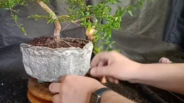 √5 гранат111 (Бонсай)