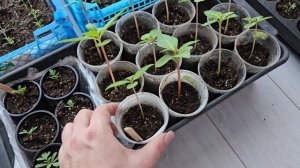 Обзор моей рассады❤️  #цветы #рассада #цветынадаче #цветывсаду