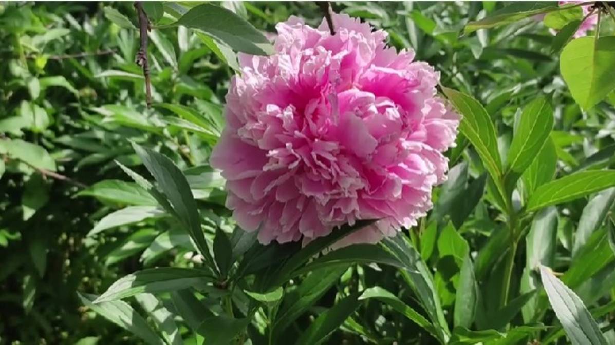 Цветочная прогулка по саду смотреть онлайн