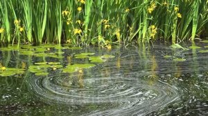 Кое-что о страсти сластолюбия. Часть 4