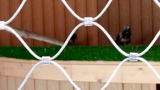 Центр спасения птиц московского зоопарка. Мохноногий канюк.