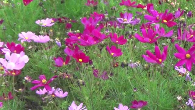 Городские цветы. Музыка Сергея Чекалина. смотреть онлайн