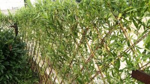 ЖИВАЯ ИЗГОРОДЬ из ИВЫ своими руками — мастер-класс от А до Я! 🌿 Плетение, посадка, замена забора