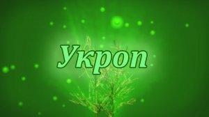 Укроп — польза для здоровья