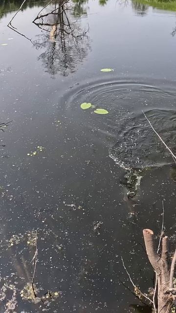 Поймал Щуку 2.0 смотреть онлайн