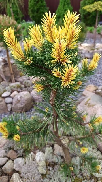 Сосна скрученная Тейлорс Санбёрст ( Pinus contorta Taylor's Sunburst ) смотреть онлайн