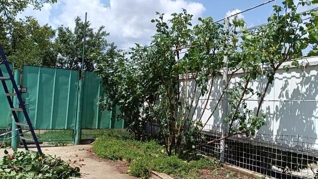 Обрезка роз после цветения 19.06.25. Динская смотреть онлайн