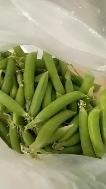 первый зелёный горох, сезон 2025/горох/лето смотреть онлайн