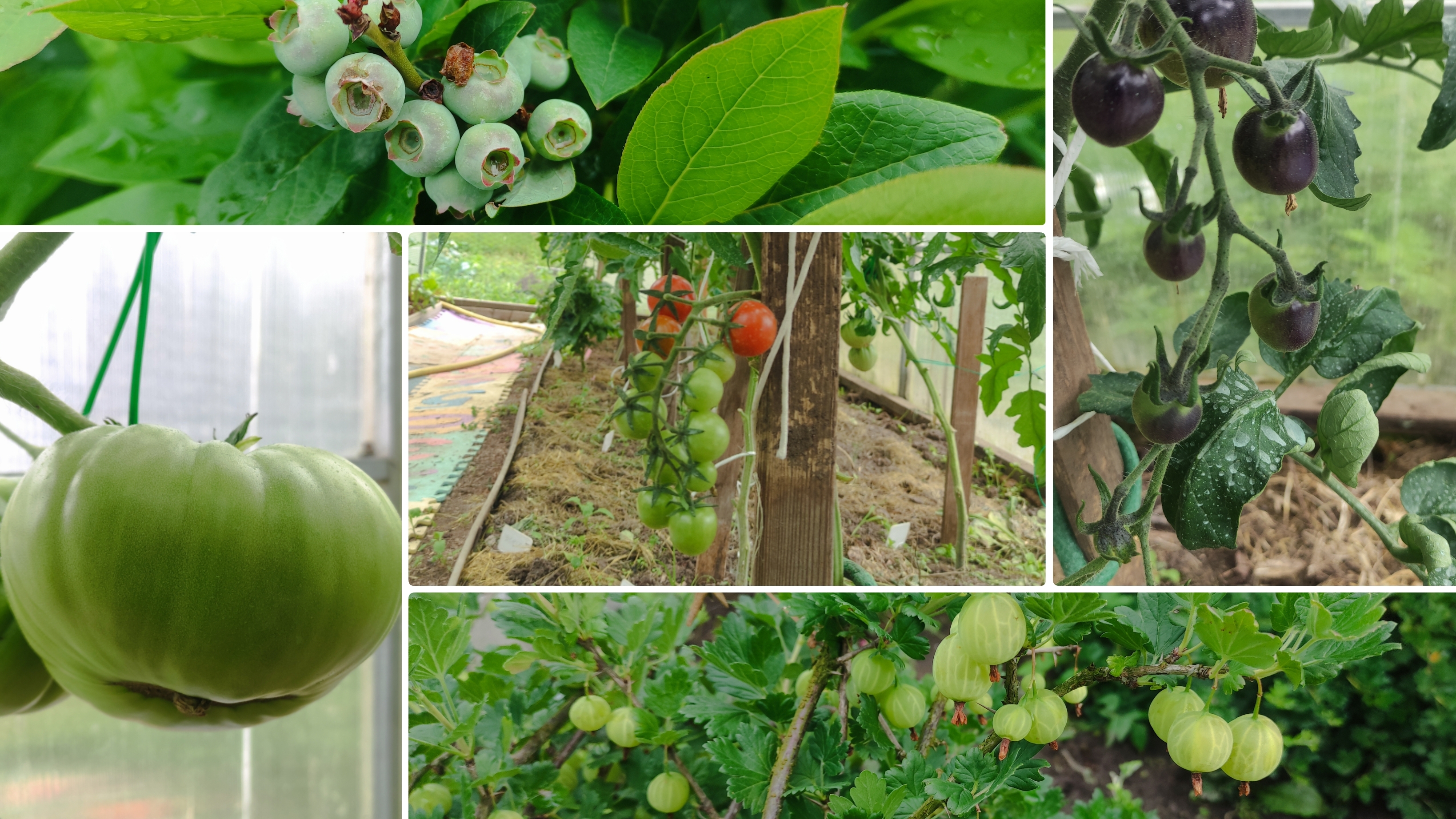 Краснеют первые томаты.Огородные будни 18 июня 2025 город Брянск. Похолодание.Поспевает перец Кеша. смотреть онлайн
