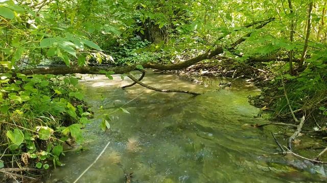 Sounds Of The Forest, Birdsong And The Relaxing Sound Of Water In The Stream