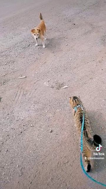 Подарите мне собаку