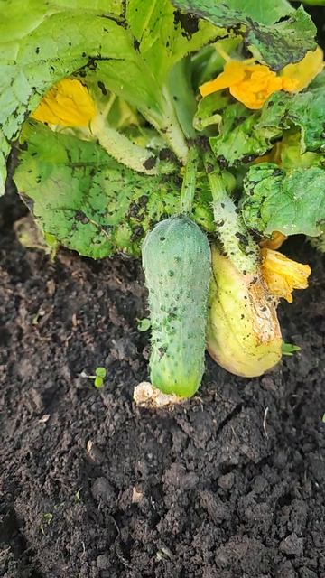 Первый огурец молодец в Сибири❤🥒🥒🥒 смотреть онлайн