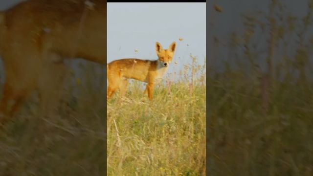 Лис- хищник 🦊 смотреть онлайн