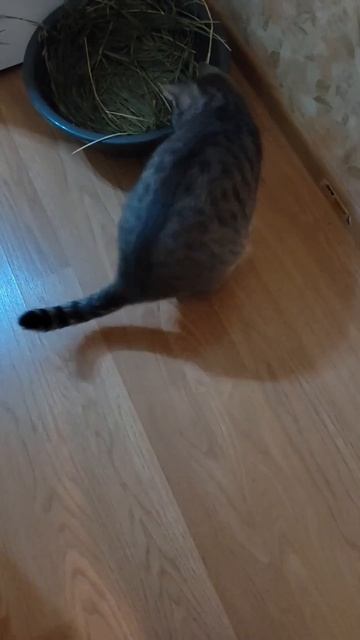 Барсин фитобар. Здесь она принимает витамины, жует пырей и играет с травинками смотреть онлайн