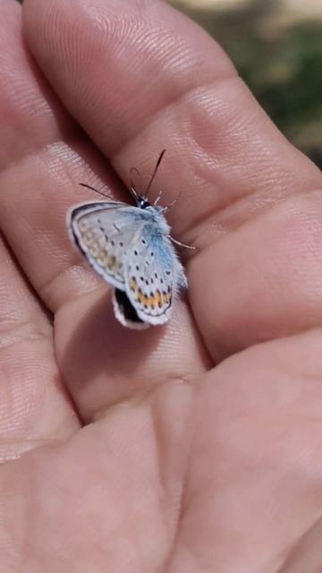 Бабочка- голубянка🦋 смотреть онлайн