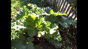 Как вырастить ревень