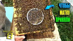 НАДЕЖНАЯ ПОДСАДКА ПЧЕЛИНОЙ МАТКИ ЧЕРЕЗ КОЛПАЧОК. ПЧЕЛОВОДСТВО 25-23