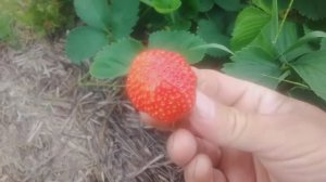 Клубника Чёрный принц