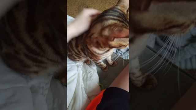 Мой бенгал❤️❤️❤️❤️ смотреть онлайн