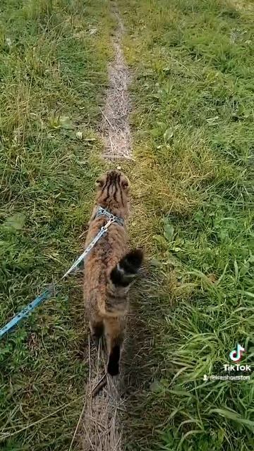 Мася и корова