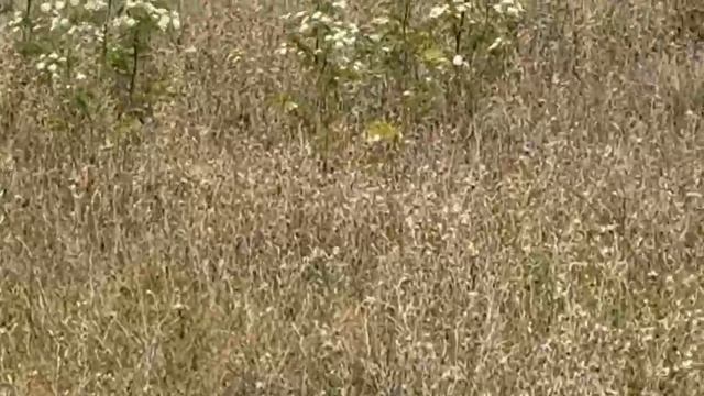 Опукский заповедник смотреть онлайн