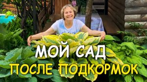ЛЮБИМЫЙ САД.  ЧТО РЕАЛЬНО ПОМОГАЕТ ПРОТИВ ТЛИ. НОВЫЕ ИДЕИ.