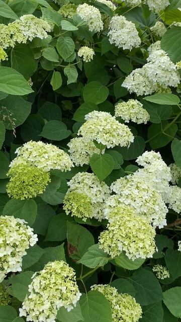 Гортензия Анабель