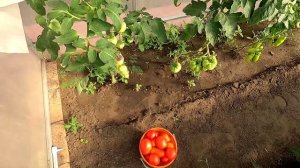 Первый сбор помидоров в теплице 19 июня 2025 года