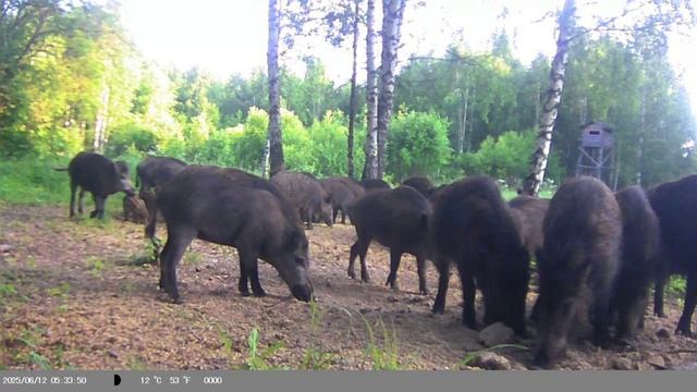 Фотоловушка. Утренняя кормешка. смотреть онлайн